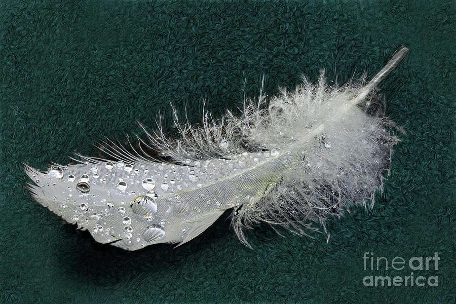 White Feather with Droplets by Kaye Menner Photograph by Kaye Menner