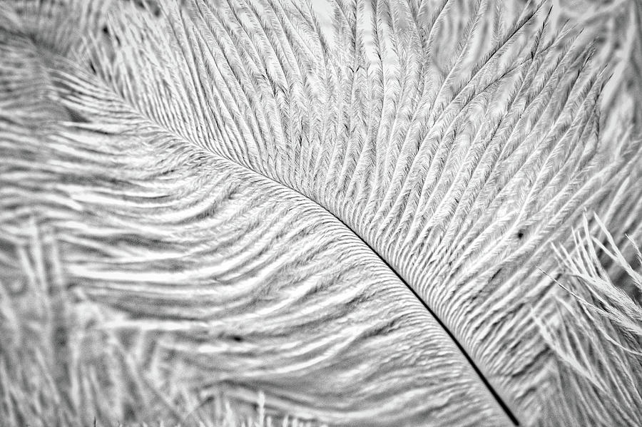 White Feathers #3 Photograph by Stuart Litoff