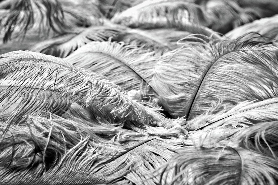 White Feathers #4 Photograph by Stuart Litoff
