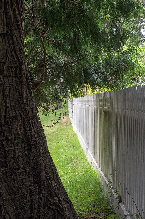 White Fence And Tree Photograph by Tom Singleton