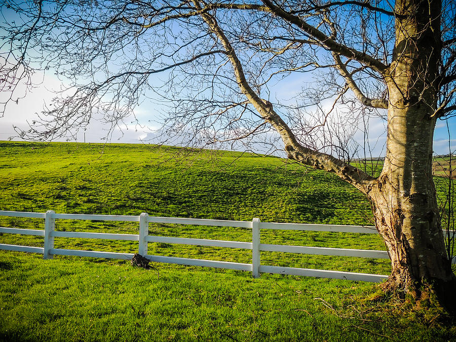 White Fence in Green Irish Pasture Photograph by James Truett