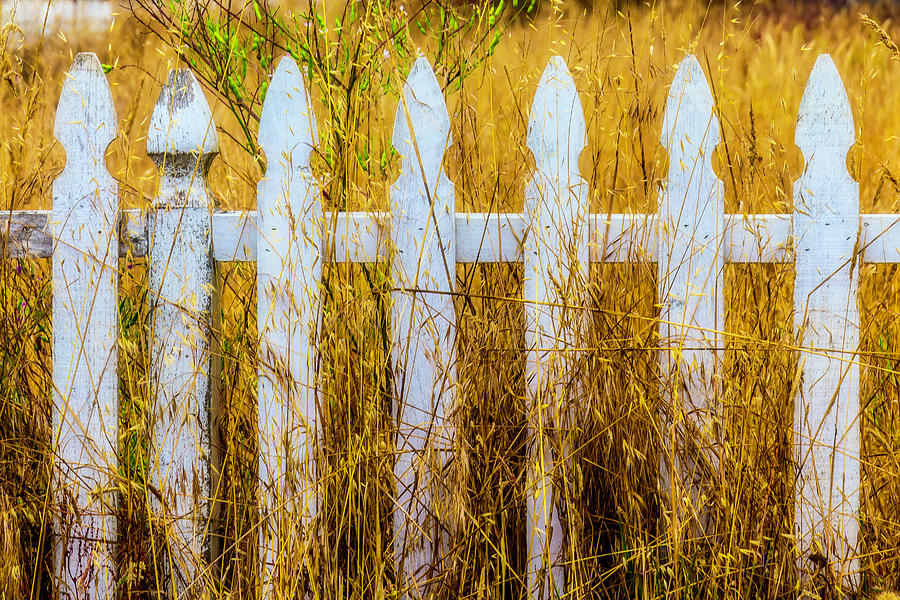 White Fence In The Weeds Photograph by Garry Gay