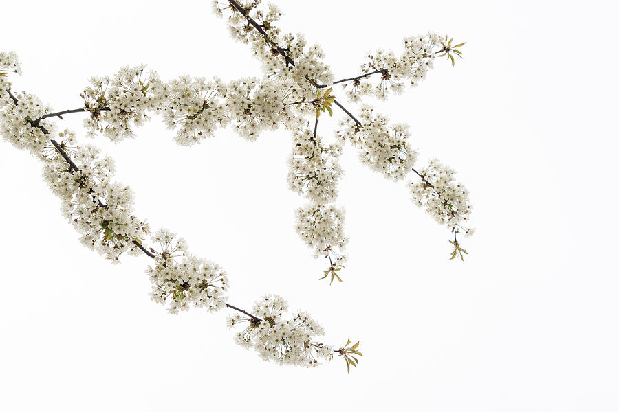 White Filigree of Spring Photograph by Georgia Mizuleva