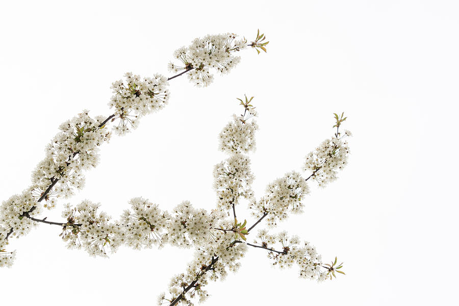White Filigree of Spring -- U D Photograph by Georgia Mizuleva