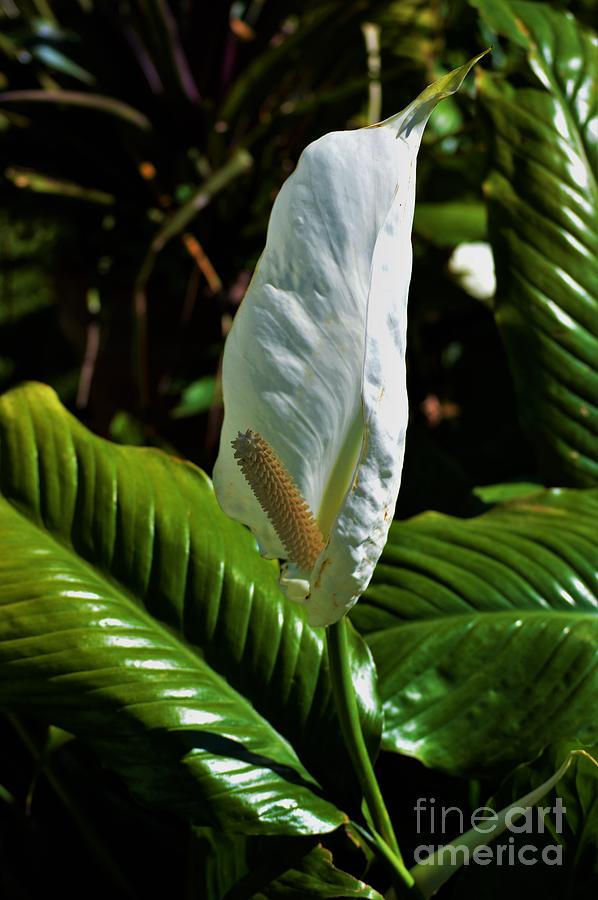 White Flame Photograph by Daniel Shearer - Fine Art America