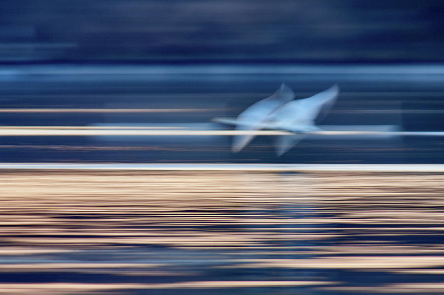 White flames. Whooper Swan Photograph by Jouko Lehto