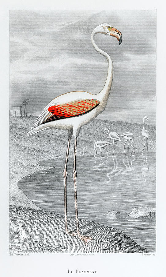 White flamingo in its natural habitat Drawing by Vincent Monozlay
