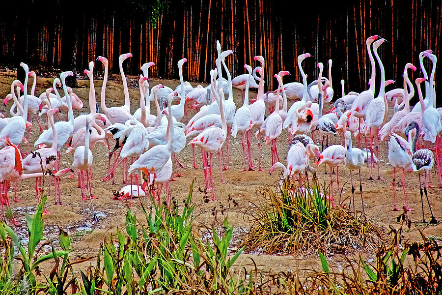 White Flamingoes in San Diego Zoo Animal Safari Park, California  Photograph by Ruth Hager