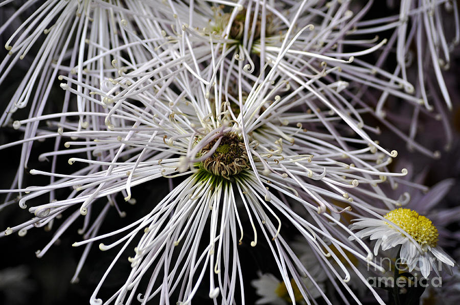 White Flora Photograph by Clayton Bruster