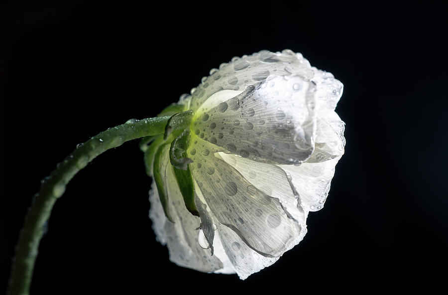 White Flower 5 Photograph