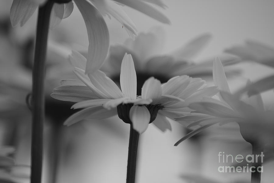 White Flower Digital Art by Alison Belsan Horton