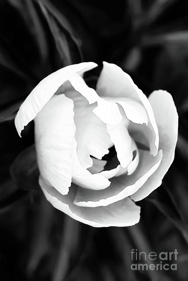 White Flower And Black Digital Art