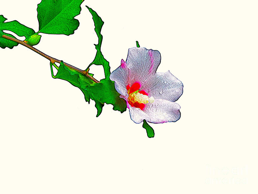 White Flower and Leaves by Craig Walters White Flower and Leaves by Craig Walters