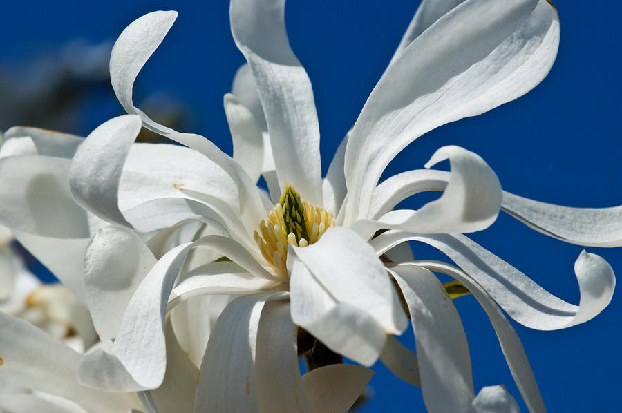 White Flower Blue Skies Photograph by Edward Myers