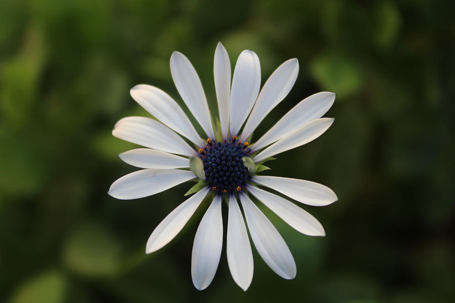 White Flower Photograph by Brian Eberly