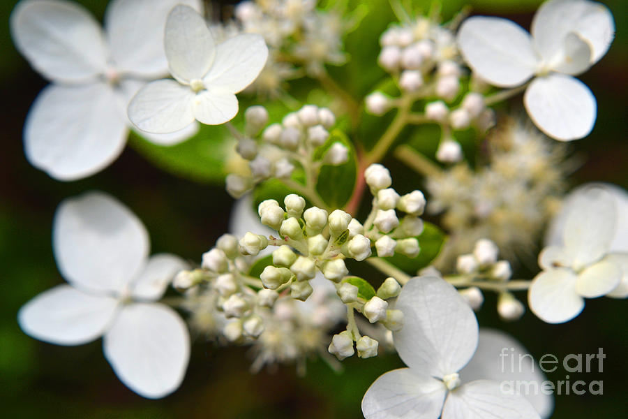White Flower Buds Photograph by Amy Lucid