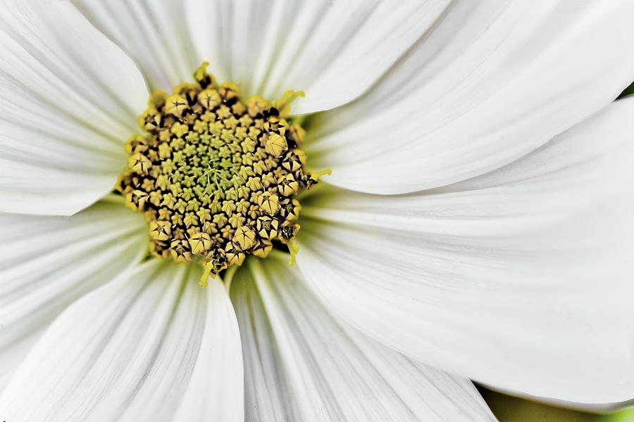 White Flower Close Up Photograph by C VandenBerg