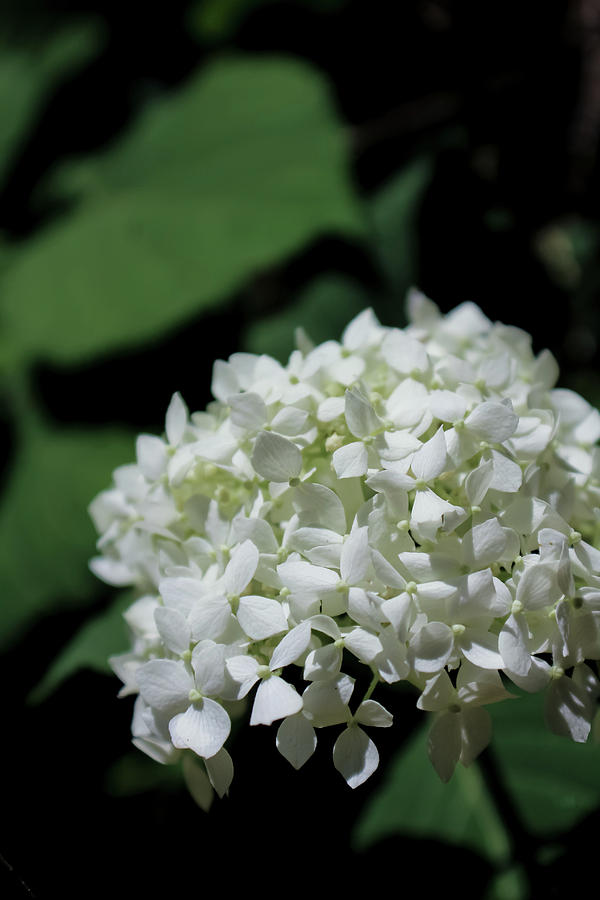 White Flower Cluster Photograph