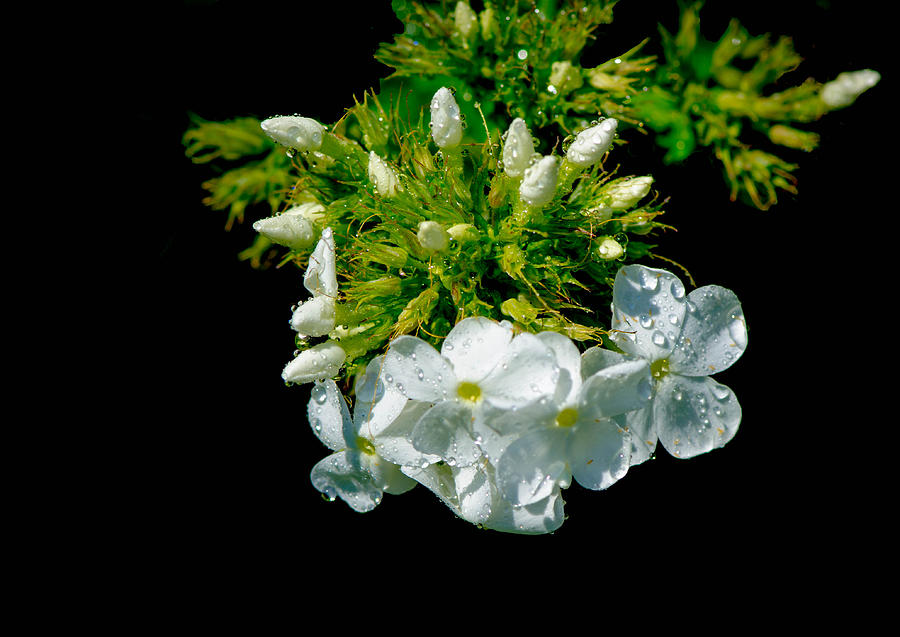 White flower dew drops Photograph by Bruce Pritchett