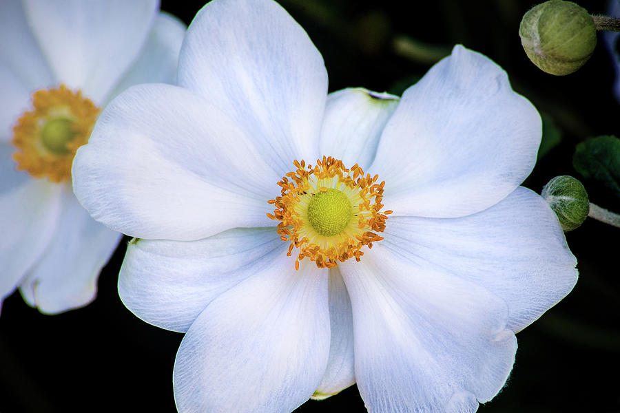 White Flower Photograph by Don Johnson