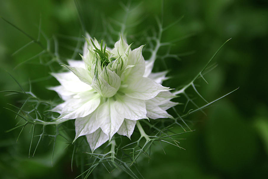 White flower Photograph by Emanuel Tanjala