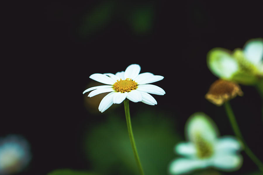 White Flower Photograph by Hyuntae Kim