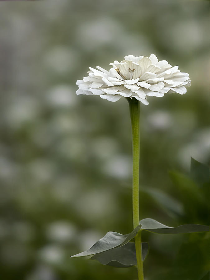 White Flower in a Field of Other White Flowers Photograph by C VandenBerg