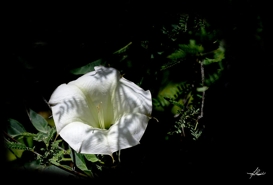 Flowers Still Life Photograph - White Flower in the Bush by Phil And Karen Rispin