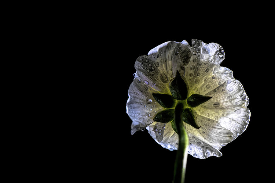 White flower in the dark Photograph by Lilia S