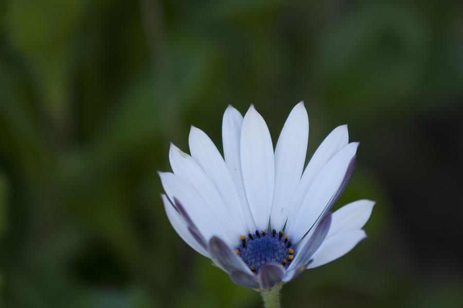 Flowers Still Life Photograph - White flower by Martin Valeriano