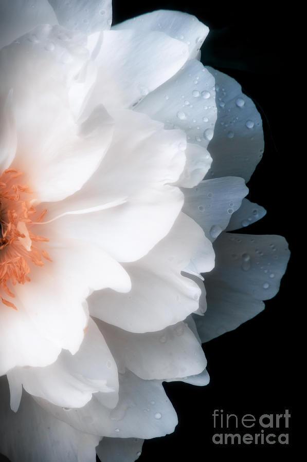 Nature Photograph - White Flower by Konstantin Sevostyanov