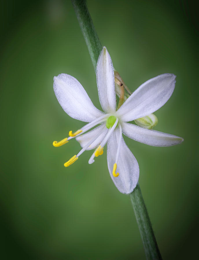 White Flower by Lynn Geoffroy White Flower by Lynn Geoffroy