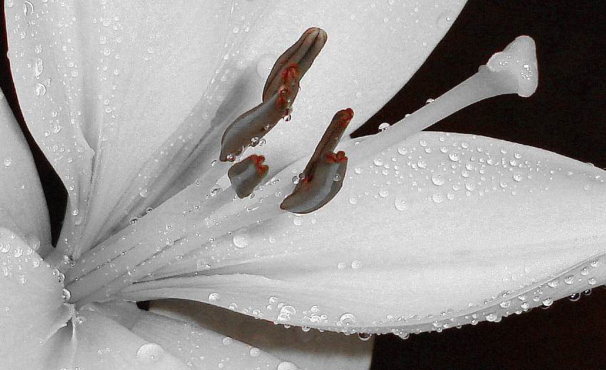 White Flower Photograph by Marilynne Bull