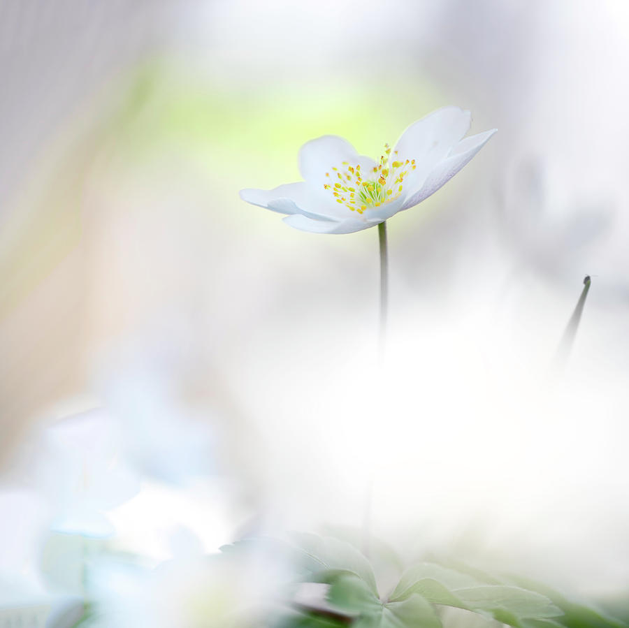 White flower minimalism and romance - Wood Anemone Photograph by Dirk Ercken
