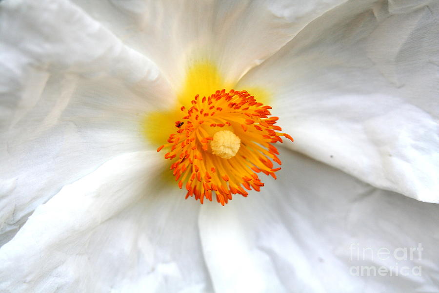 White Flower . R6529 Photograph by Wingsdomain Art and Photography