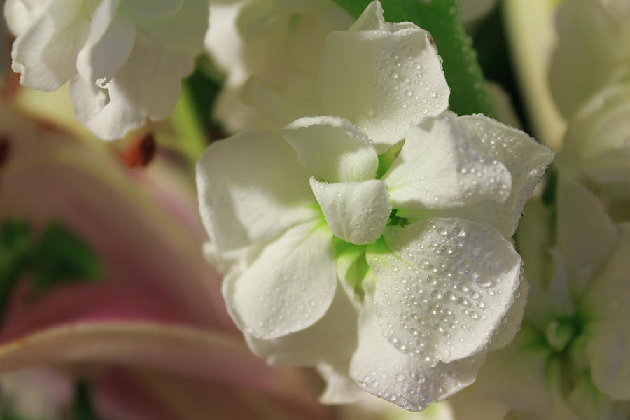 White Flower Photograph by Sandra Ayala Photography