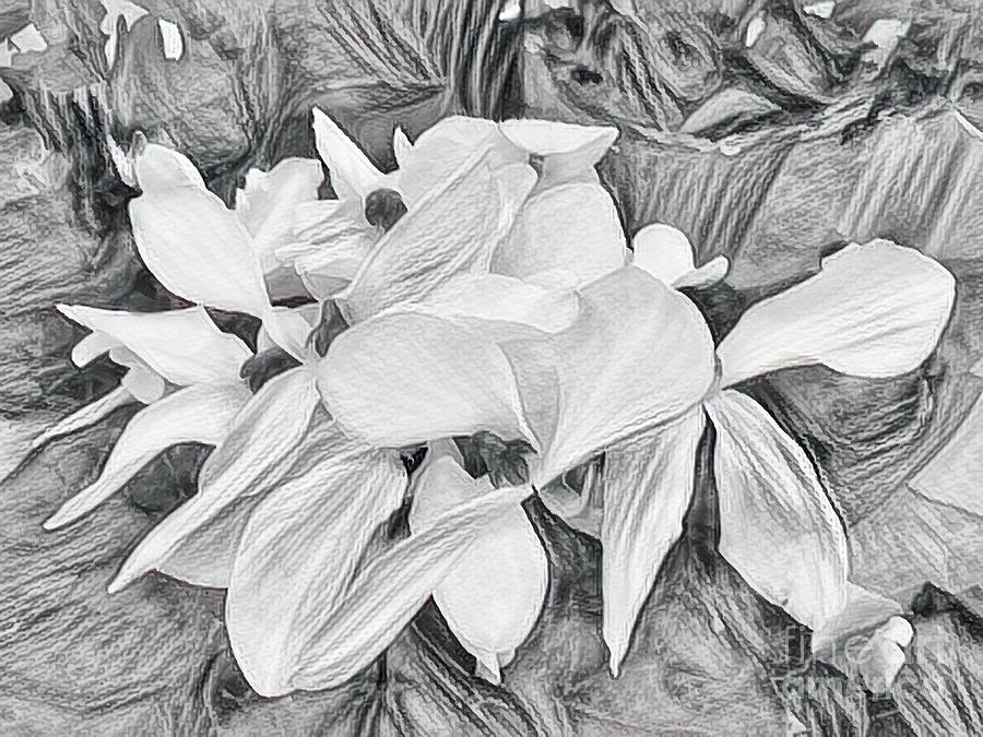 White Flower Sketch Photograph by Luther Fine Art