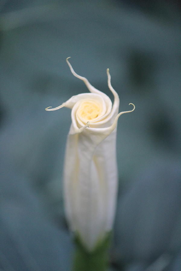 White Flower, Sri Lanka Photograph by Jennifer Mazzucco