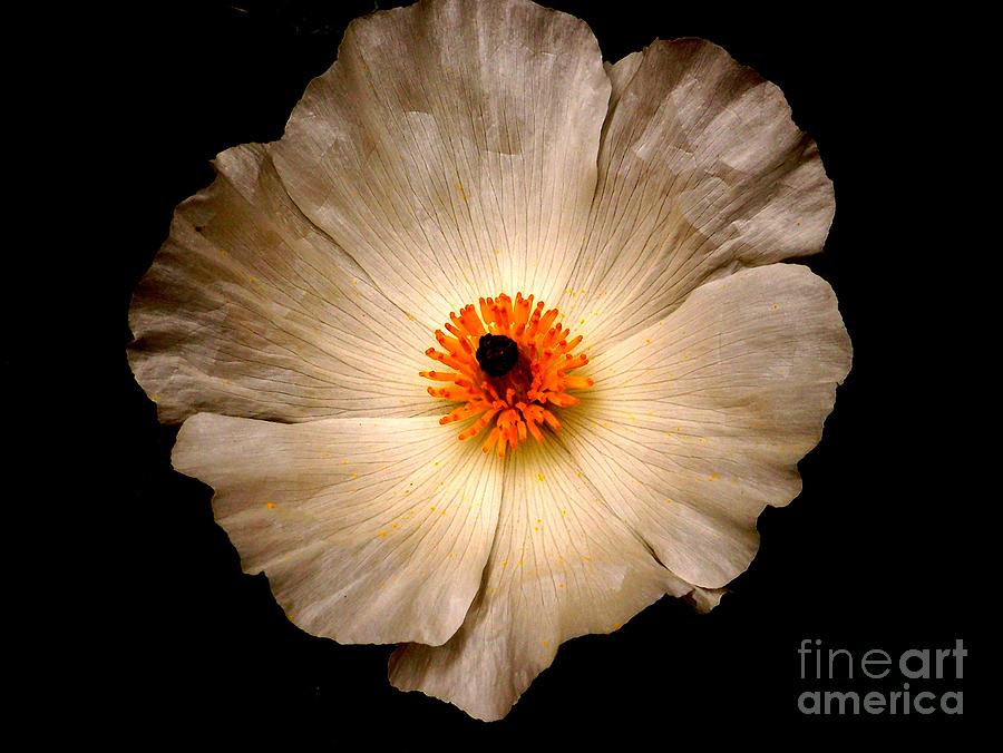White Flower Photograph by Sylvie Leandre