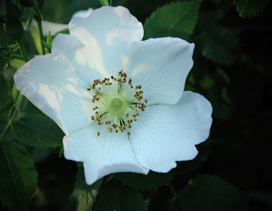 White Cherokee Rose Flower Photograph by Tikvahs Hope