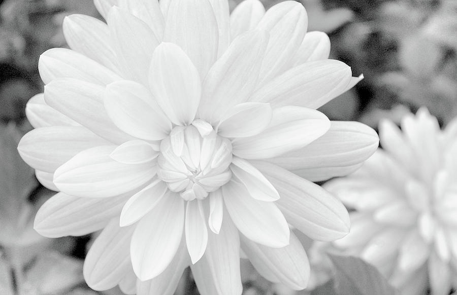 White Flower Photograph by Tom Reynen
