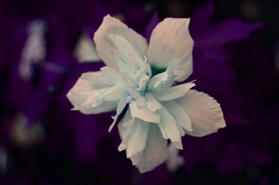Nature Photograph - White Flower w/Purple Background by Jimi Bush