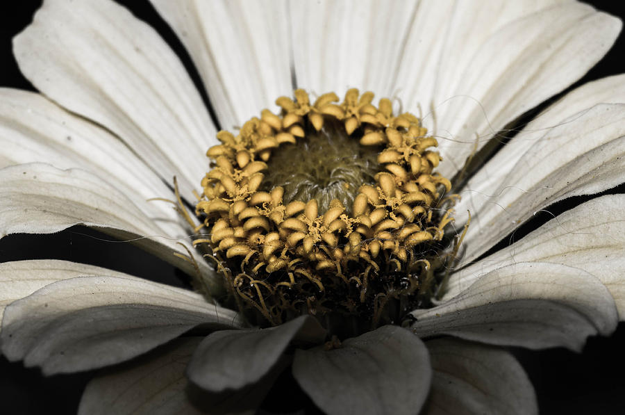 White flower with a gold core Photograph by Gerald Kloss