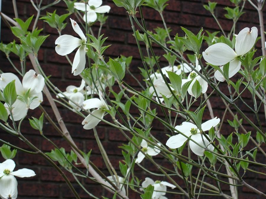White Flowering Dogwood Photograph by Anthony Seeker
