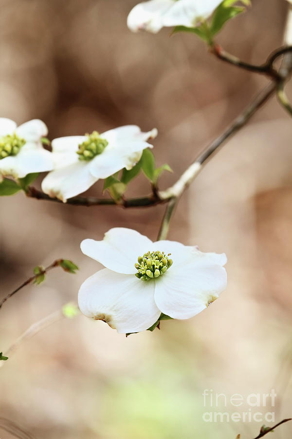White flowering dogwood tree blossom Photograph by Stephanie Frey
