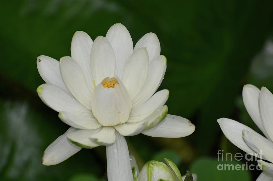 White Flowering Lotus Flower Blossom in a Pond Photograph by DejaVu Designs
