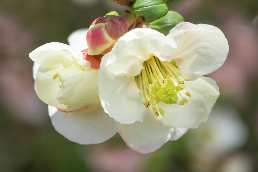 Flowering Quince Photograph - White Flowering Quince by Iris Richardson