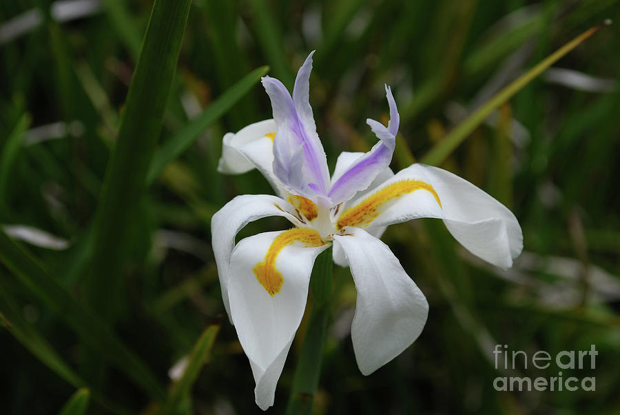 White Flowering Siberian Iris Flower in a Garden Photograph by DejaVu Designs