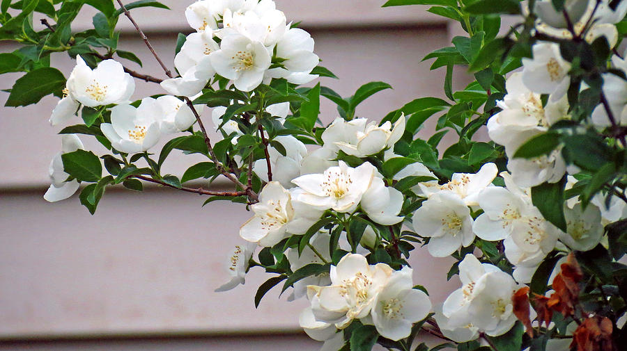 White Flowering Spring Bush Photograph by Kay Novy