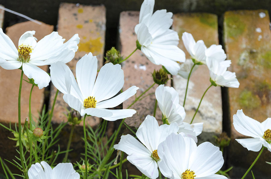 White Flowers Against Bricks Photograph by Lynn Hansen